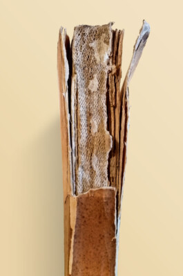 Norbert Soyka